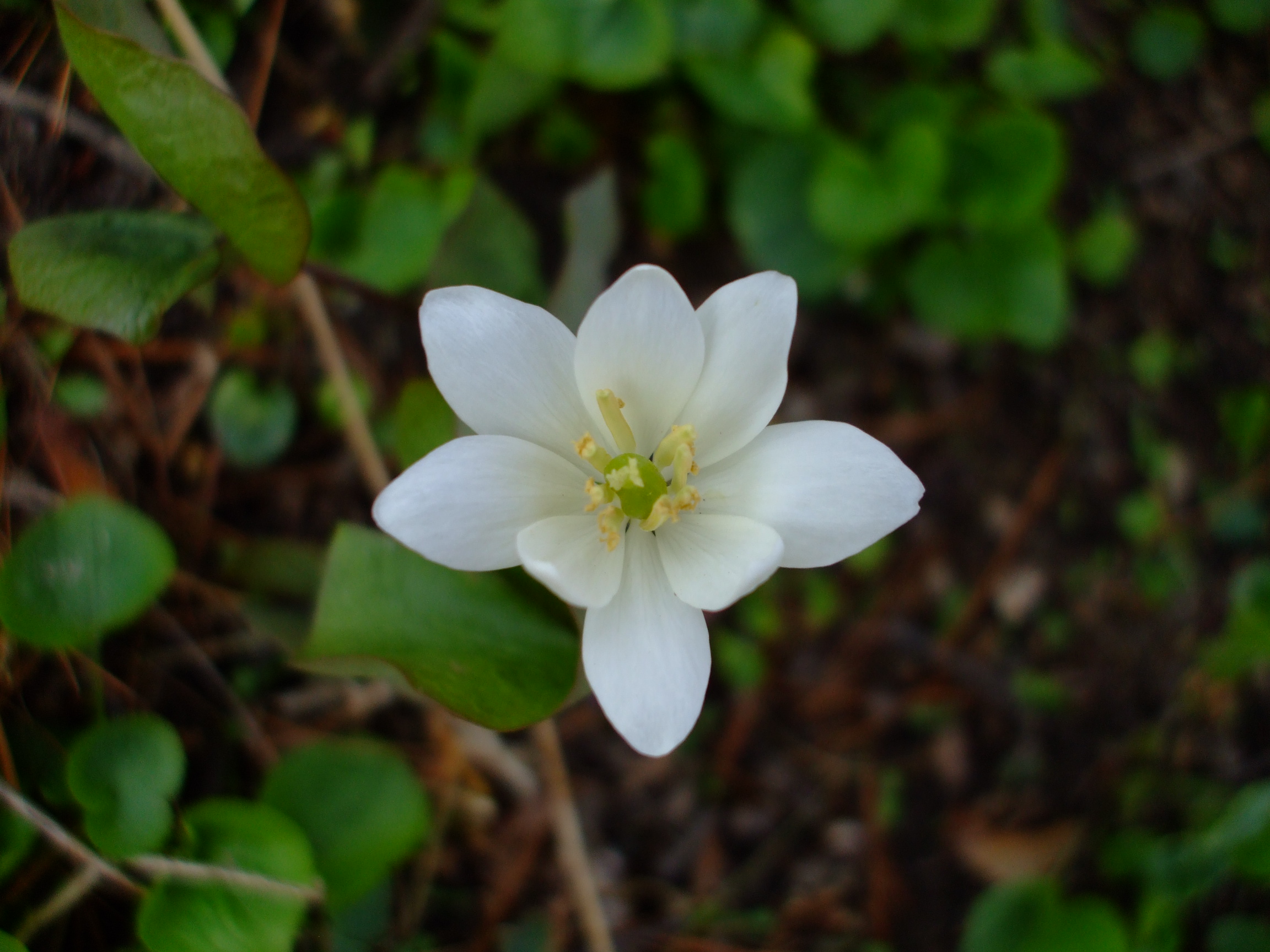 Jeffersonia diphylla